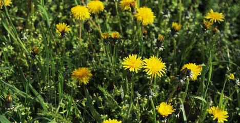 yellow dandelions in the grass