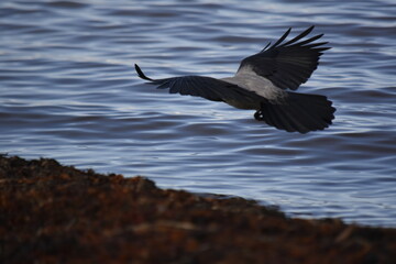 Flight of the gray crow over the sea