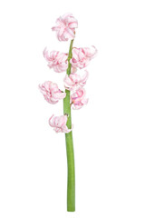 beautiful one pink Hyacinthus orientalis flower isolated on a white background.