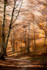 Naklejka na ściany i meble mystic view of mountain forest in autumn