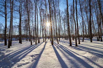 Birch grove in spring sunny day. Snow covered landscape with birch.