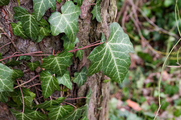 green leaves on a tree