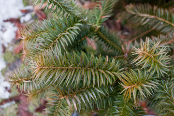 close up of pine needles