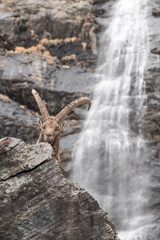 Alpine ibex male with Serio waterfall on background (Capra ibex)