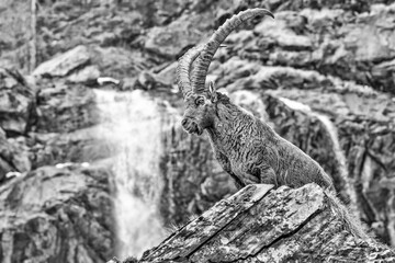 Black and white portrait of majestic Ibex male with waterfalls on background (Capra ibex)