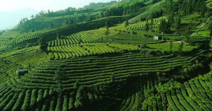 green tea terraced fields plantation in the mountain