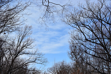 Black tree branches and blue-white sky.