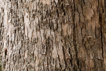 Texture of Teak tree in the forest.