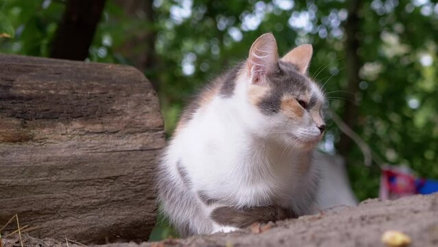 A Sleppy Homeless Tricolor Cat Sits in Dry Grass on a Blurred Woods Background. A tired, falling asleep street pet with green eyes, resting on nature. The young cat is basking in the sun.