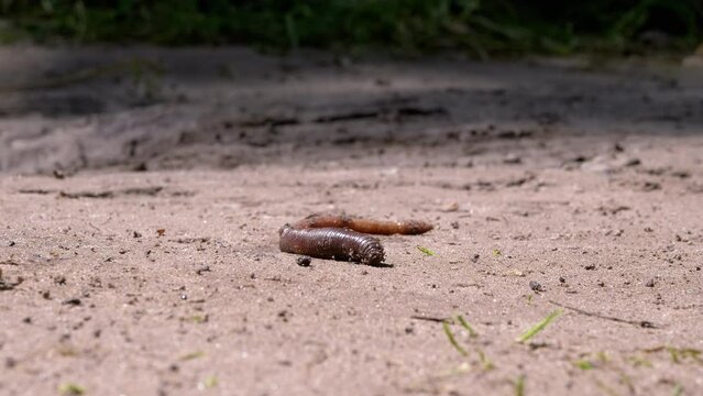 Earthworm Crawls on Wet Sand in Rays the Sunlight. Lumbricus terrestris, a common European earthworm wriggles, loosens ground. Skin of freak worm shimmers reflects the glare of the sun. Summertime.