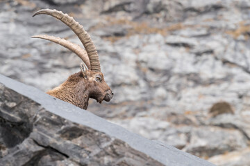 Alpine ibex male in rocky region (Capra ibex)