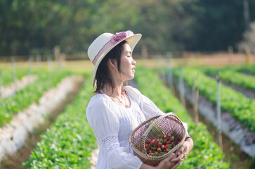 An Asian woman in a hat and white dress stands in the middle of a strawberry garden holding a basket of strawberries.