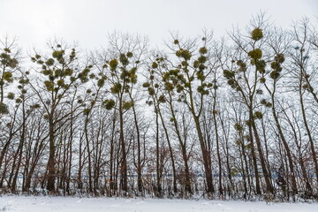 Green Mistletoes on a tree. Viscum album is a hemiparasite native to Europe and parts of Asia