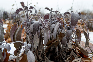 snow covered plants