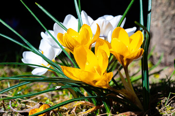 Blooming yellow and white crocus. Return of spring and awakening after winter. 