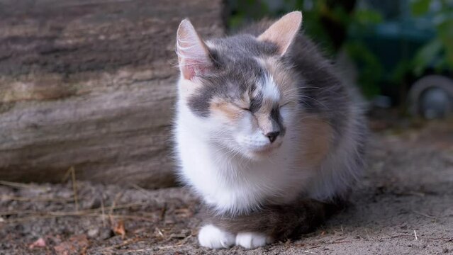 A Sleppy Homeless Tricolor Cat Sits in Dry Grass on a Blurred Woods Background. A tired, falling asleep street pet with green eyes, resting on nature. The young cat is basking in the sun.