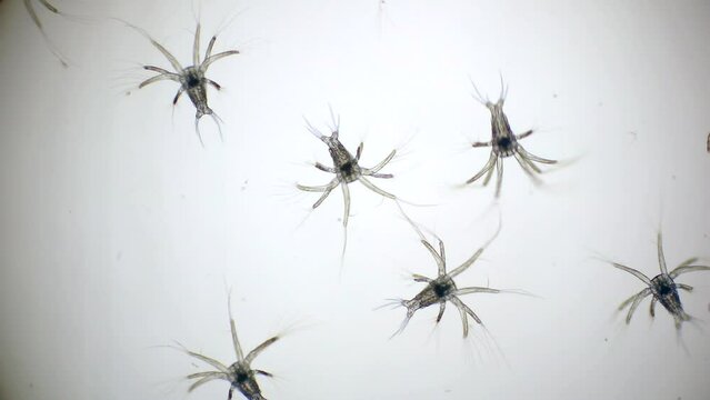 Shrimp larvae under a microscope. Nauplius larva of white shrimp swimming in sae water under microscope, Asia. Microscopic, Macro, Biology, Laboratory.