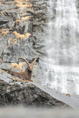 Fototapeta na wymiar Resting ibex under Serio waterfalls, Orobie mountains (Capra ibex)