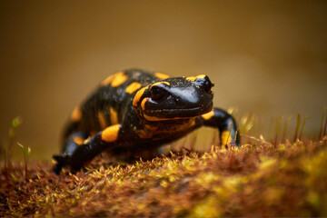 salamander in the wild (Salamandra salamandra)