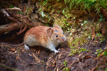 wild mouse (Apodemus Sylvaticus)