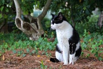 black and white cat sitting in green, majestic domestic cat, animal sitting on dry grass and among ivy, cat in the park, fur animal