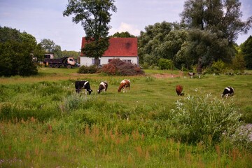 wiejski krajobraz w wiosenny dzień, krowy pasą się na łące