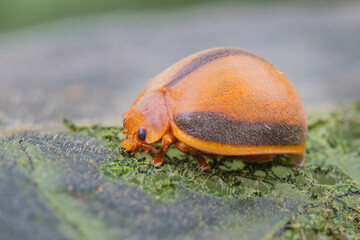 Brazilian Insect
This insects is very common in brazilian savannah.