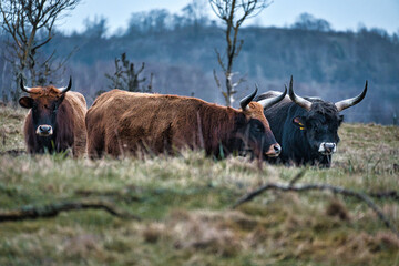 Highland cattle in a meadow. Powerful horns brown fur. Agriculture and animal breeding