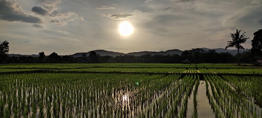 sunset over the field