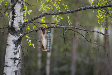 Squirrel hanging from branch reaching for bird feeder with spring leaves