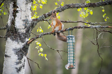 Squirrel hanging from branch reaching for bird feeder with spring leaves