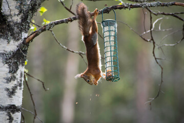 Squirrel hanging from branch reaching for bird feeder with spring leaves
