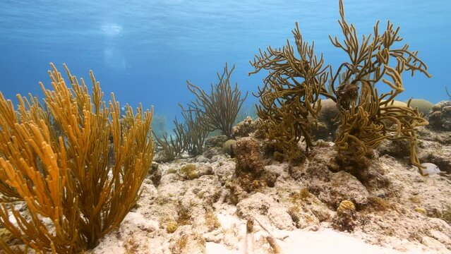 Seascape with various fish, coral, and sponge in the coral reef of the Caribbean Sea, Curacao