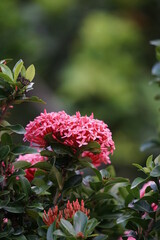 West Indian jasmine (also called ixora, jungle flame, jungle geranium, cruz de Malta) with a natural background