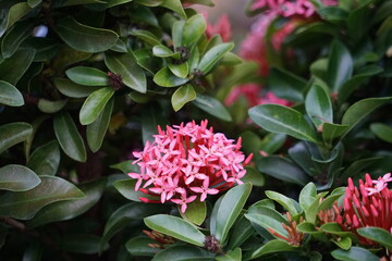 West Indian jasmine (also called ixora, jungle flame, jungle geranium, cruz de Malta) with a natural background