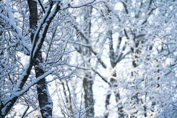 snow covered trees background