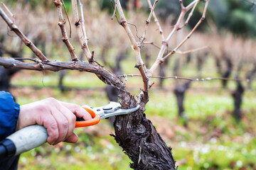 Close-up of a vine grower hand. Prune the vineyard with professional battery-powered electric scissors. Traditional agriculture. Winter pruning, Guyot method. 