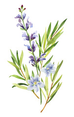 Fototapeta na wymiar Watercolor hand painted rosemary, salvia branches and flowers. Watercolor hand drawn illustration isolated on white background, aromatherapy, essential oils