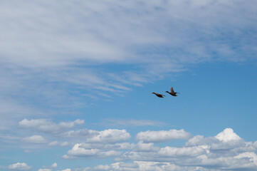 Fototapeta na wymiar Vol de canards dans un beau ciel de nuages blancs