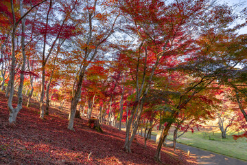 静岡県伊豆市修善寺　修善寺自然公園もみじ林