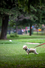 Cute dog in a park