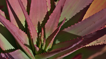 Closeup view of a beautiful aloe plant (Aloe cameronii) with green and red colored leaves with small thorns on sunny day in a garden at French Riviera.