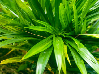 green leaves background