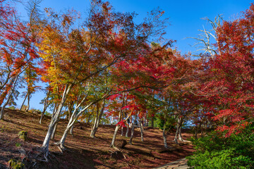 静岡県伊豆市修善寺　修善寺自然公園もみじ林