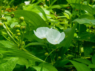 white flowers on green leaves