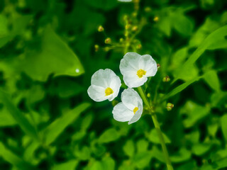 White flowers in the garden
