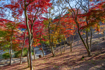 静岡県伊豆市修善寺　修善寺自然公園もみじ林