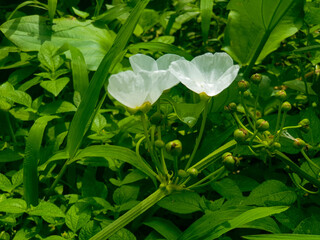 white flower in the garden