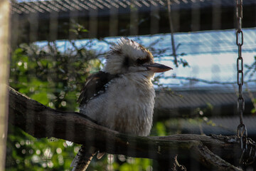 kookaburra