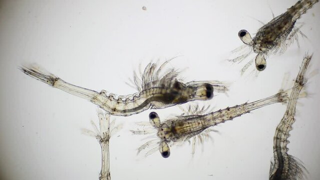 Shrimp larvae under a microscope. Mysis stage of white shrimp swimming in sae water under microscope, Asia. Microscopic, Macro, Biology, Laboratory, Video.